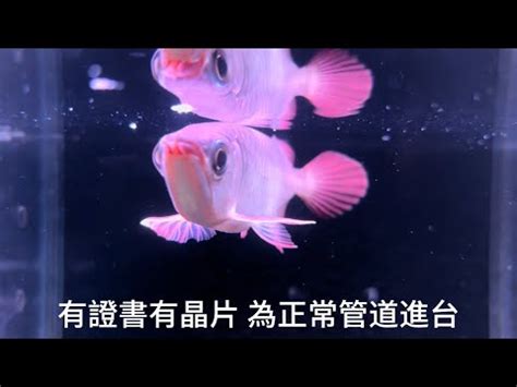 紅龍幼魚|龍魚分類